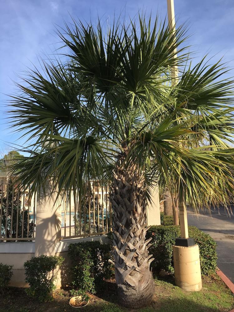 Days Inn By Wyndham Nacogdoches/Sfa University/Downtown מראה חיצוני תמונה